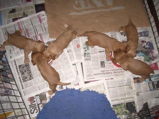 Dragongrdens Kennel