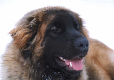Grizzly