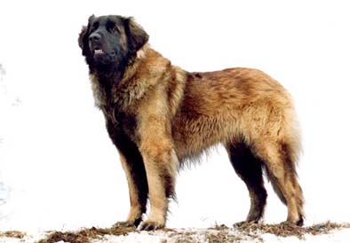 Grizzly