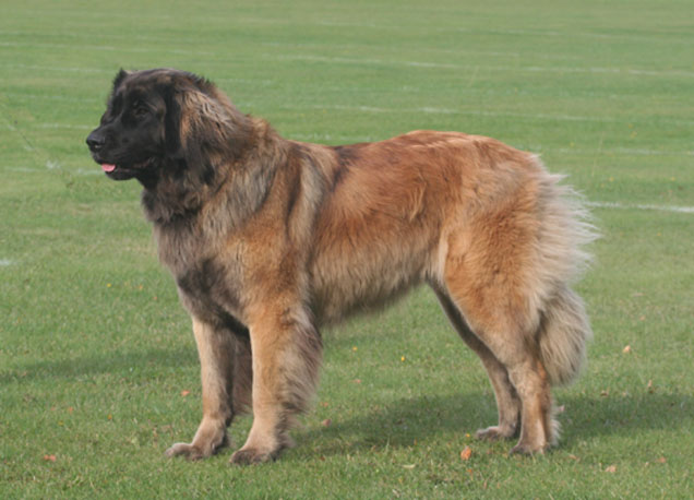 Dragongrdens Kennel