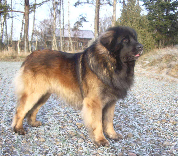 Dragongrdens Kennel
