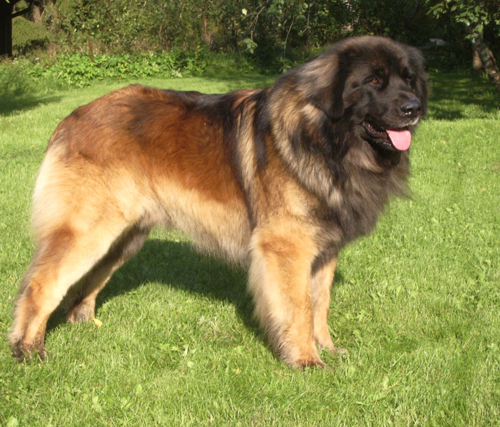 Dragongrdens Kennel