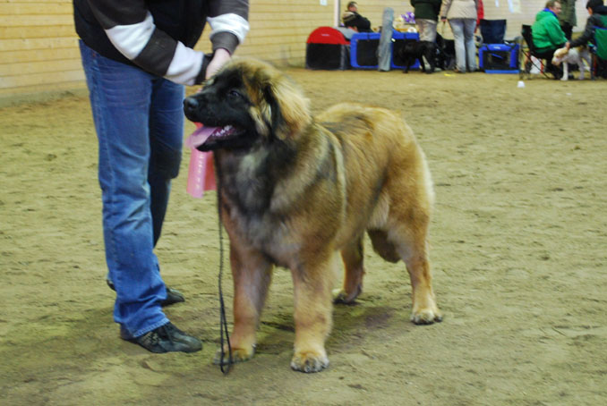 Dragongrdens Kennel