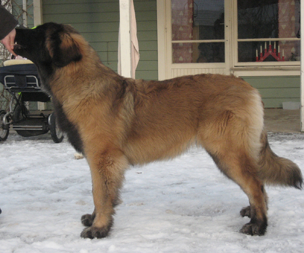 Dragongrdens Kennel