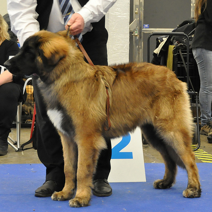 Dragongrdens Kennel