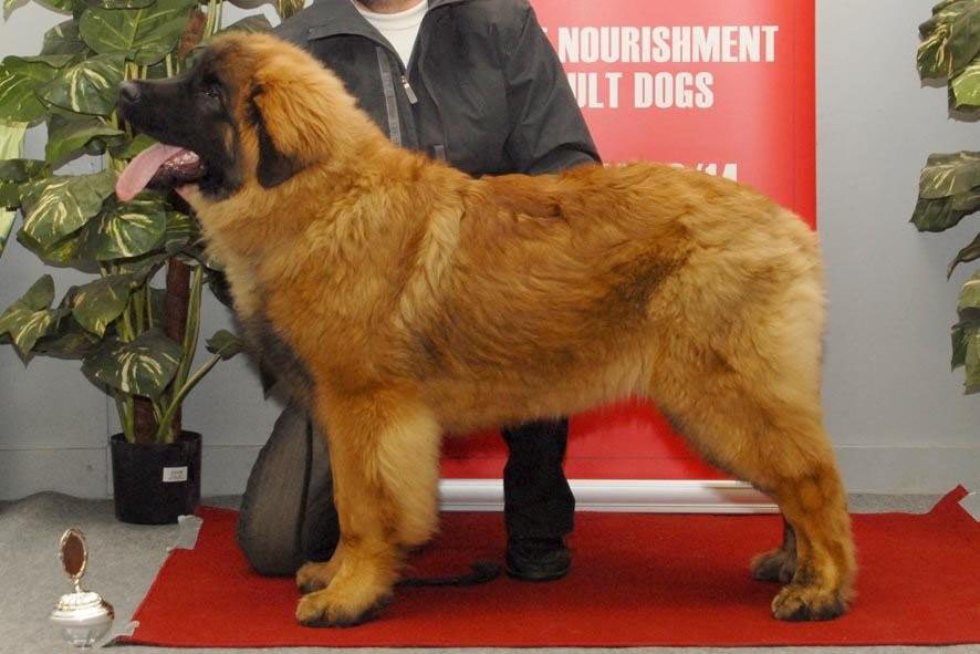 Dragongrdens Kennel