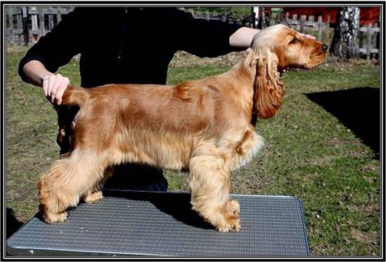 Dragongrdens Kennel
