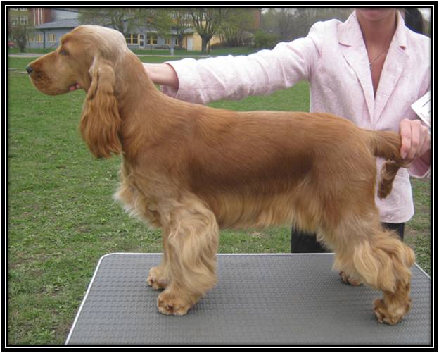 Dragongrdens Kennel