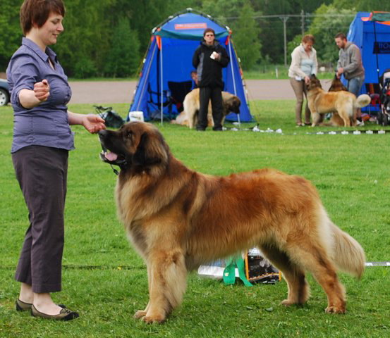 Dragongrdens Kennel