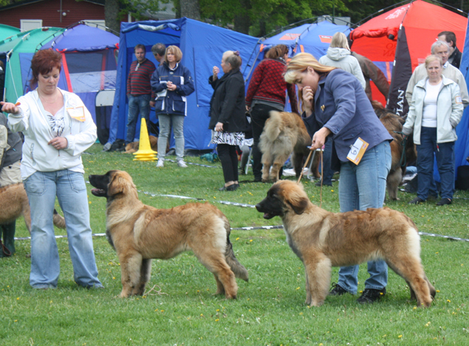 Dragongrdens Kennel